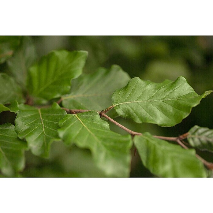 Rotbuche (Fagus sylvatica, Topfvolumen: 70 l, Stammhöhe: 180 cm) | BAUHAUS