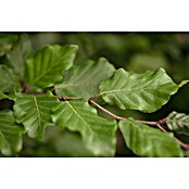 Rotbuche (Fagus sylvatica, Topfvolumen: 70 l, Stammhöhe: 180 cm) | BAUHAUS