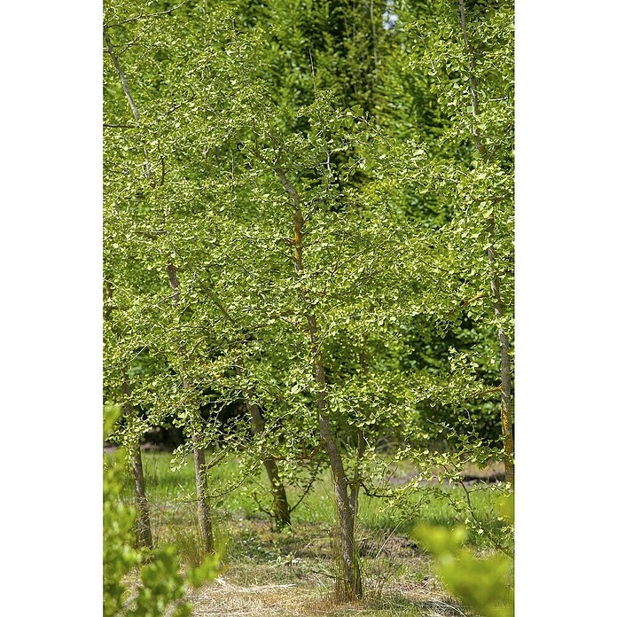 Ginkgo (Ginkgo biloba, Topfvolumen: 35 l, Stammhöhe: 180 cm) | BAUHAUS