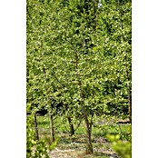 Ginkgo (Ginkgo biloba, Topfvolumen: 35 l, Stammhöhe: 180 cm) | BAUHAUS
