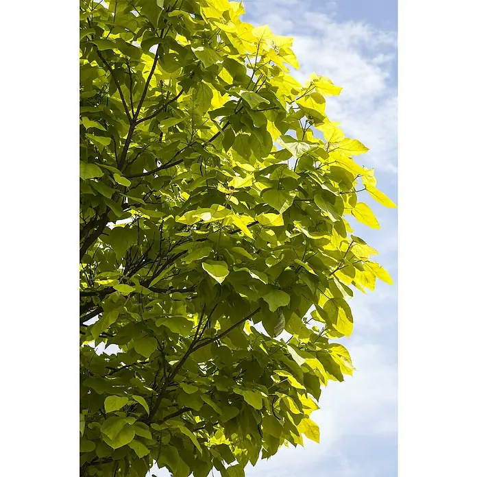 TrompetenbaumCatalpa bignonioides 'Nana', Topfvolumen: 35 l, Stammhöhe: 225 cm - Leuchtende Blätter eines Catalpa-Baums gegen einen Himmel mit zarten Wolken. Das lebendige Grün der Blätter dominiert das Bild.