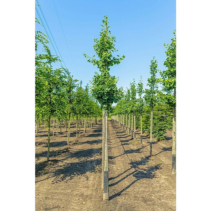 Ginkgo (Ginkgo biloba, Topfvolumen: 35 l, Stammhöhe: 180 cm) | BAUHAUS