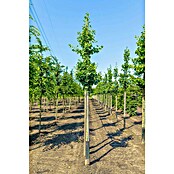 Ginkgo (Ginkgo biloba, Topfvolumen: 35 l, Stammhöhe: 180 cm) | BAUHAUS