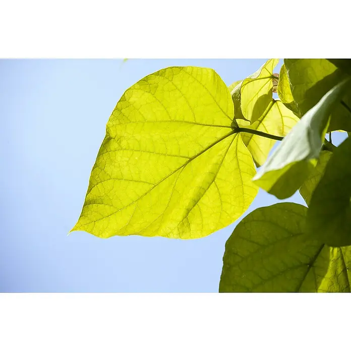 TrompetenbaumCatalpa bignonioides 'Nana', Topfvolumen: 35 l, Stammhöhe: 225 cm - Nahaufnahme eines hellgrünen Catalpa-Blattes, das die komplizierten Details seiner Adern und die Textur zeigt. Das Blatt ist vor einem hellblauen Himmel abgebildet.
