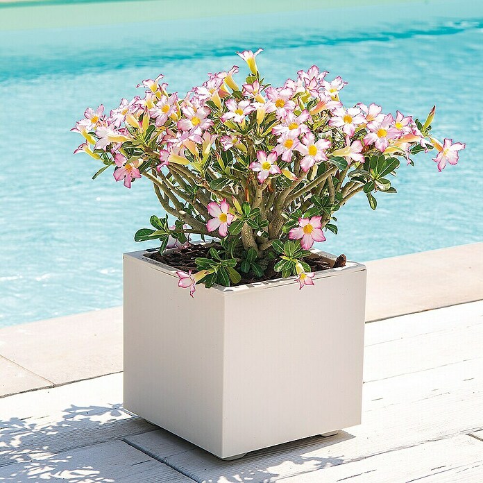 Deroma Millennium Maceta para planta (L x An x Al: 39 x 39 x 39 cm, Plástico, Perla) | BAUHAUS
