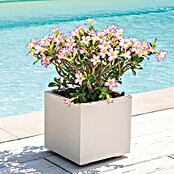 Deroma Millennium Maceta para planta (L x An x Al: 39 x 39 x 39 cm, Plástico, Perla) | BAUHAUS