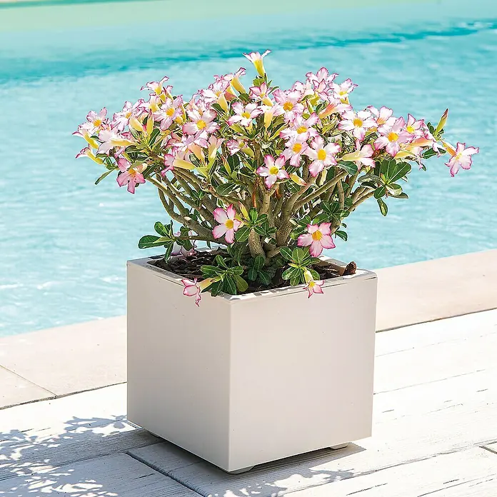 Deroma Millennium Maceta para planta - 39 x 39 x 39 cm, Plástico, Perla - Una planta de adenium en una maceta cuadrada y blanca frente a una piscina azul brillante, que añade un toque de elegancia a la decoración de jardín exterior.