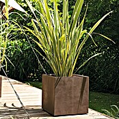 Deroma Millennium Maceta para planta (L x An x Al: 39 x 39 x 39 cm, Plástico, Brownstone) | BAUHAUS