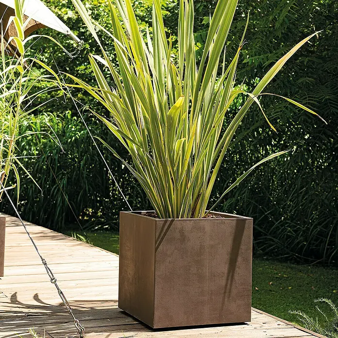 Deroma Millennium Maceta para planta - 39 x 39 x 39 cm, Plástico, Brownstone - Una gran jardinera cuadrada de color marrón oscuro alberga una elegante planta verde con hojas largas y puntiagudas, en un jardín.