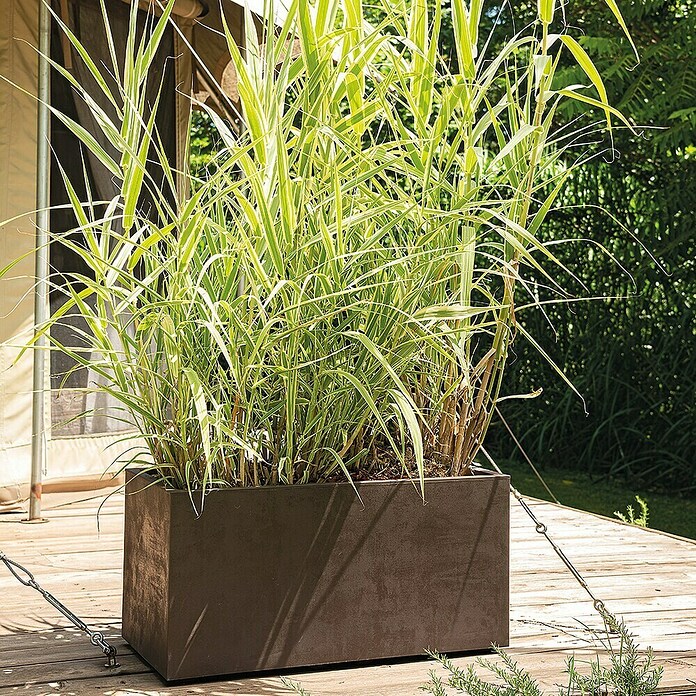 Deroma Millennium Macetero para plantas (L x An x Al: 79 x 39 x 39 cm, Plástico, Brownstone) | BAUHAUS