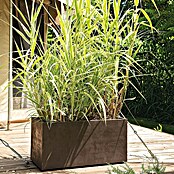 Deroma Millennium Macetero para plantas (L x An x Al: 79 x 39 x 39 cm, Plástico, Brownstone) | BAUHAUS