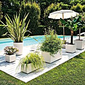 Deroma Millennium Maceta para planta (L x An x Al: 39 x 39 x 39 cm, Plástico, Perla) | BAUHAUS