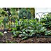 Floraworld Ziergitterzaun 
