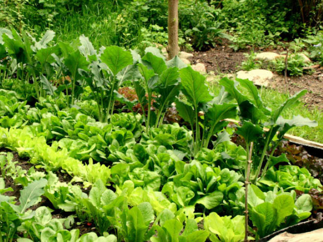 Verschiedene Gemüsesorten wachsen im Beet am Boden im Garten