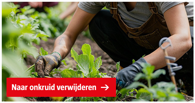 persoon-verwijdert-onkruid-uit-tuin