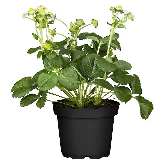 Piardino Erdbeere - Fragaria x ananassa 'Senga ® Sengana ®', Topfgröße: 11 cm, Erntezeit: Juni - Erdbeerpflanze im Topf mit grünen Blättern, weißen Blüten und kleinen grünen Erdbeeren in einem schwarzen Topf.
