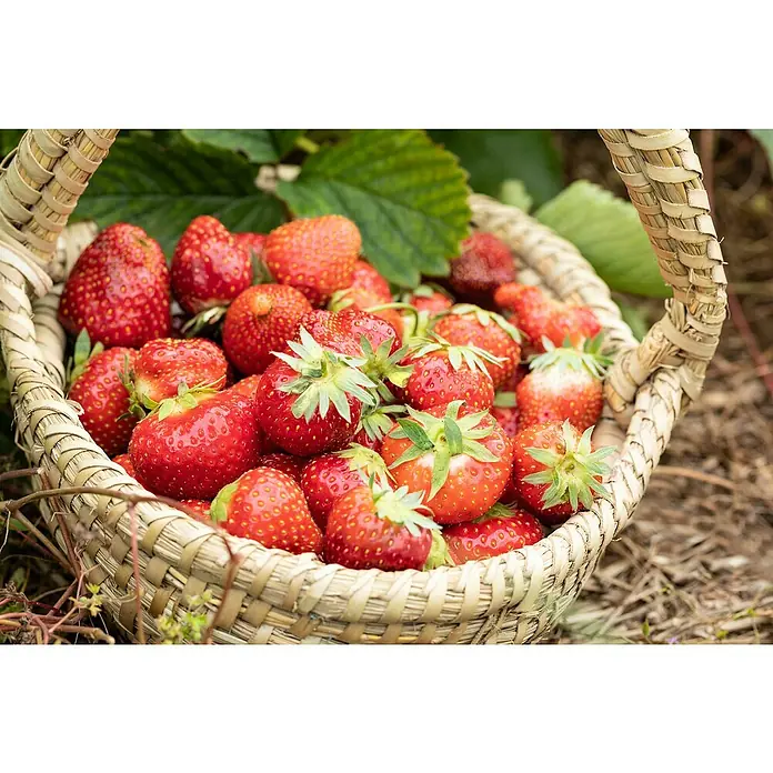 Piardino Erdbeere - Fragaria x ananassa Polka, Erntezeit: Mai - Ein Korb voller reifer, roter Erdbeeren, frisch gepflückt und bereit zum Genießen. Die süßen Früchte sind ein wahrer Gaumenschmaus.