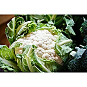 Brassica olerac. var. botrytis Blumenkoh