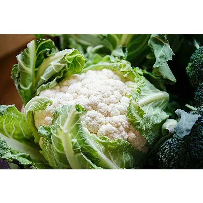 Piardino Blumenkohl 6er Schale - Brassica olerac. var. Botryti - Frischer weißer Blumenkohl mit grünen Blättern neben dunkelgrünen Brokkoliröschen.