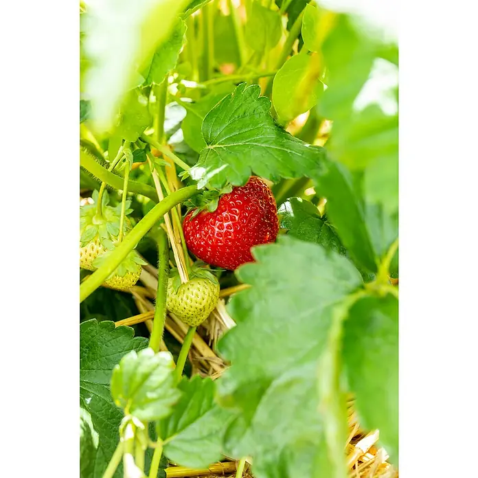 Piardino Erdbeere - Fragaria x ananassa 'Senga ® Sengana ®', Topfgröße: 11 cm, Erntezeit: Juni - Nahaufnahme von reifen, roten Erdbeeren, die zwischen grünen Blättern auf einer Erdbeerpflanze im Garten wachsen.