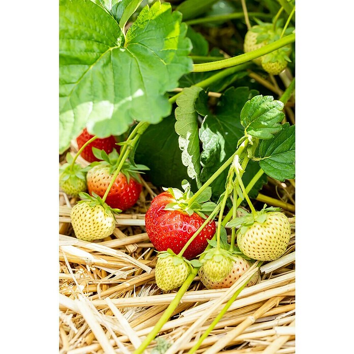 Piardino Jagoda Jednorotka  (Fragaria x ananassa 