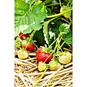 Piardino Jagoda Jednorotka  (Fragaria x ananassa 