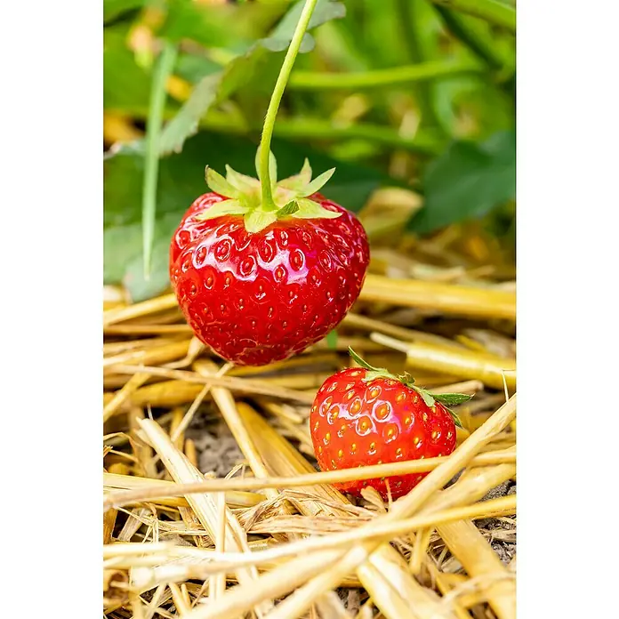 Piardino Erdbeere - Fragaria x ananassa Polka, Erntezeit: Mai - Zwei reife, rote Erdbeeren liegen auf Stroh, eine hängt am Stiel. Die Früchte sind saftig und bereit zum Verzehr.