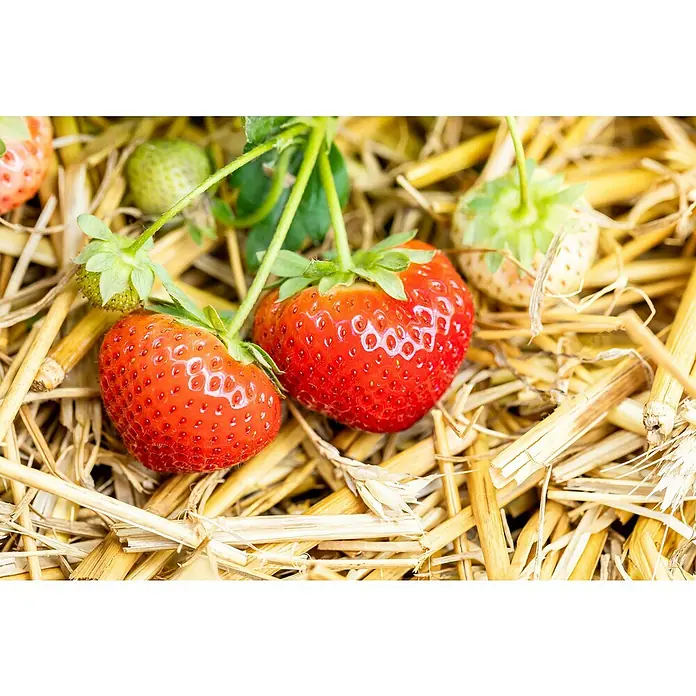 Piardino Erdbeere - Fragaria x ananassa Polka, Erntezeit: Mai - Nahaufnahme von reifen roten Erdbeeren auf Stroh, die frische und natürliche Ernte hervorheben.
