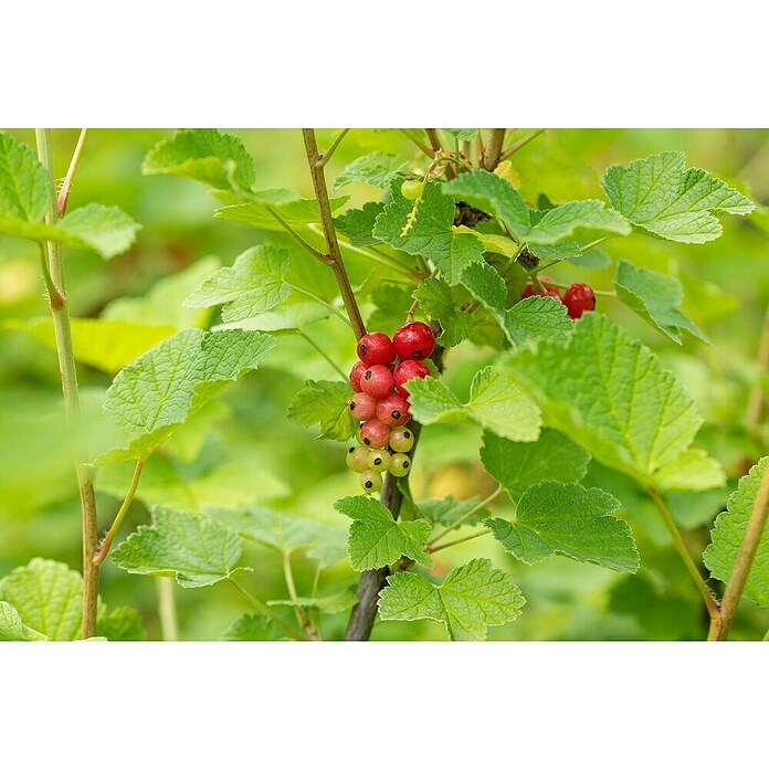 Rote Johannisbeere Bio (Ribes rubrum 'Rovada', Topfgröße: 23 cm, Erntezeit: Juli) | BAUHAUS