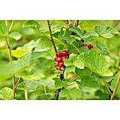 Rote Johannisbeere Bio (Ribes rubrum 'Rovada', Topfgröße: 23 cm, Erntezeit: Juli) | BAUHAUS
