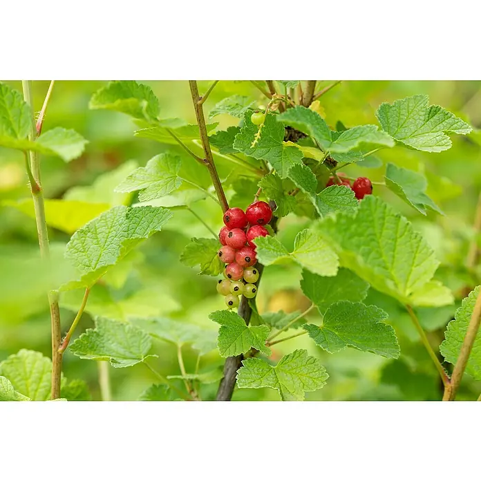Rote Johannisbeere Bio - Ribes rubrum 'Rovada', Topfgröße: 23 cm, Erntezeit: Juli - Nahaufnahme von roten Johannisbeeren, die an einem Strauch inmitten grüner Blätter wachsen, wobei die reifenden Früchte im Fokus stehen.