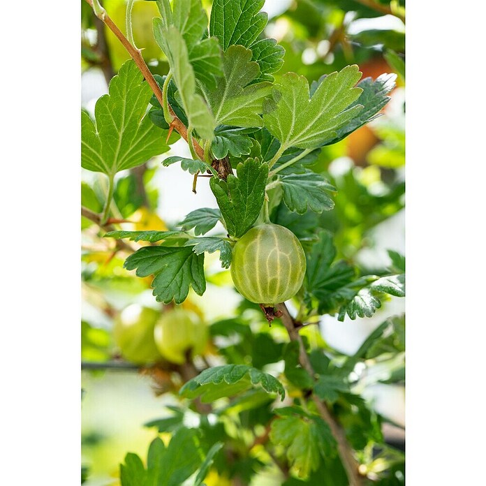 Stachelbeere Bio (Ribes uva-crispa 'Mucurines', Topfgröße: 23 cm, Erntezeit: Juli) | BAUHAUS