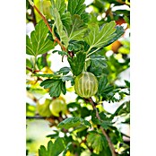 Stachelbeere Bio (Ribes uva-crispa 'Mucurines', Topfgröße: 23 cm, Erntezeit: Juli) | BAUHAUS
