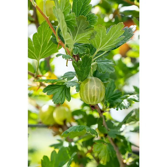 Stachelbeere Bio - Ribes uva-crispa 'Mucurines', Topfgröße: 23 cm, Erntezeit: Juli - Nahaufnahme einer reifen, grünen Stachelbeere am Strauch, umgeben von Blättern und Ästen. Perfekt für Naturgärten und frische Ernte.