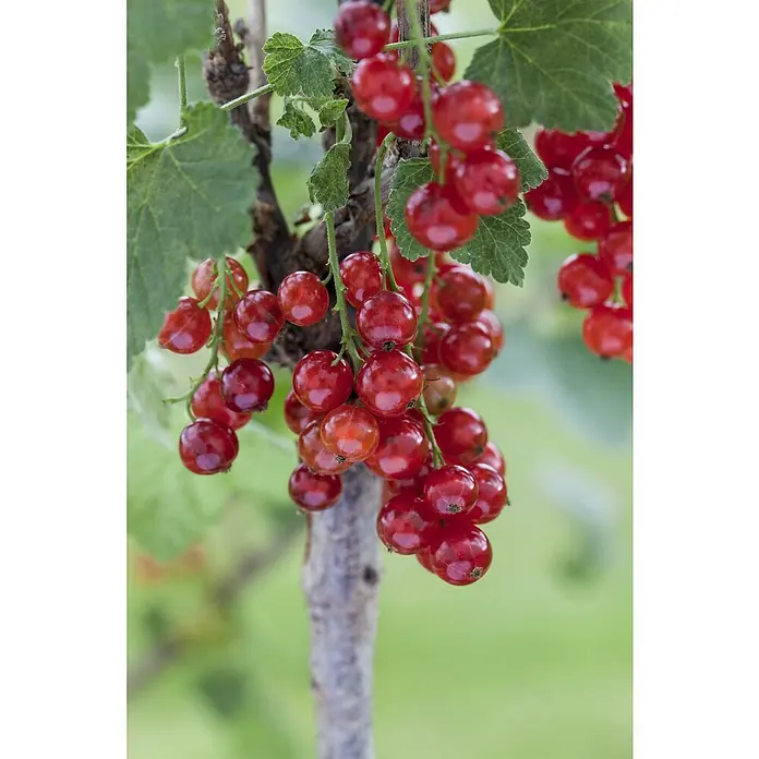 Piardino Bio Rote Johannisbeere - Ribes rubrum 'Säulenrot', Topfgröße: 23 cm, Erntezeit: Juli - Nahaufnahme von reifen, roten Johannisbeeren, die an einem Strauch im Garten hängen. Die Beeren sind prall und glänzend.