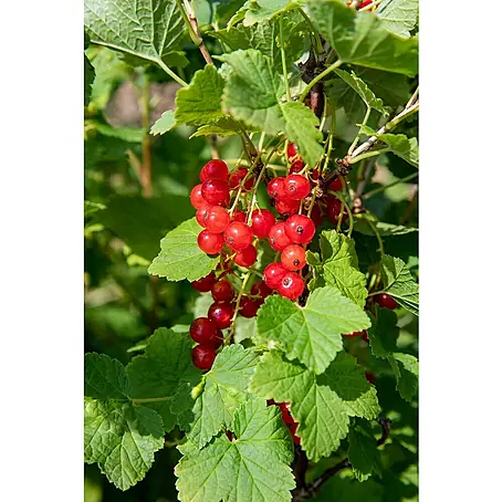 Johannisbeere Bio