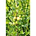Stachelbeere Bio 