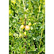 Stachelbeere Bio (Ribes uva-crispa 'Mucurines', Topfgröße: 23 cm, Erntezeit: Juli) | BAUHAUS