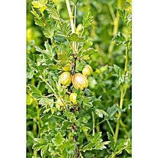 Stachelbeere Bio (Ribes uva-crispa 'Mucurines', Topfgröße: 23 cm, Erntezeit: Juli)
