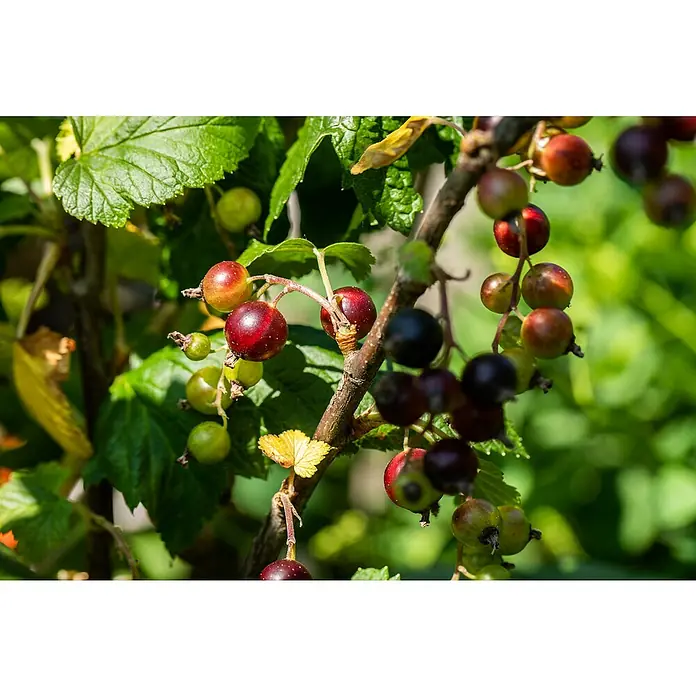 Jostabeere Bio - Ribes nidigrolaria, Topfvolumen: 5 l, Erntezeit: Juli - Eine Nahaufnahme von Johannisbeeren, die an einem Zweig hängen, einige sind reif und rot, andere noch grün. Das Licht scheint durch die Blätter.