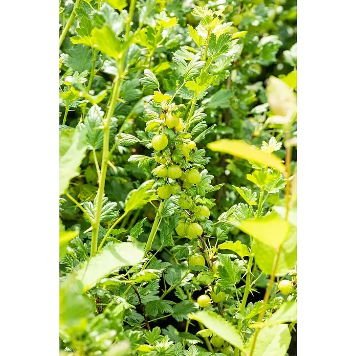 Stachelbeere Bio - Ribes uva-crispa Invicta, Topfgröße: 23 cm, 5 l, Erntezeit: Juli - Nahaufnahme eines Stachelbeerstrauchs mit reifen, grünen Früchten zwischen dem üppigen Grün der Blätter.