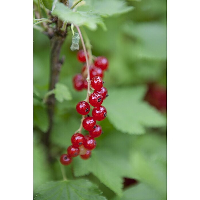 Ribes rubrum 23 i.S.gem.