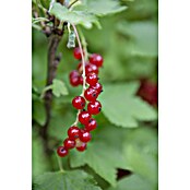 Ribes rubrum 23 i.S.gem.
