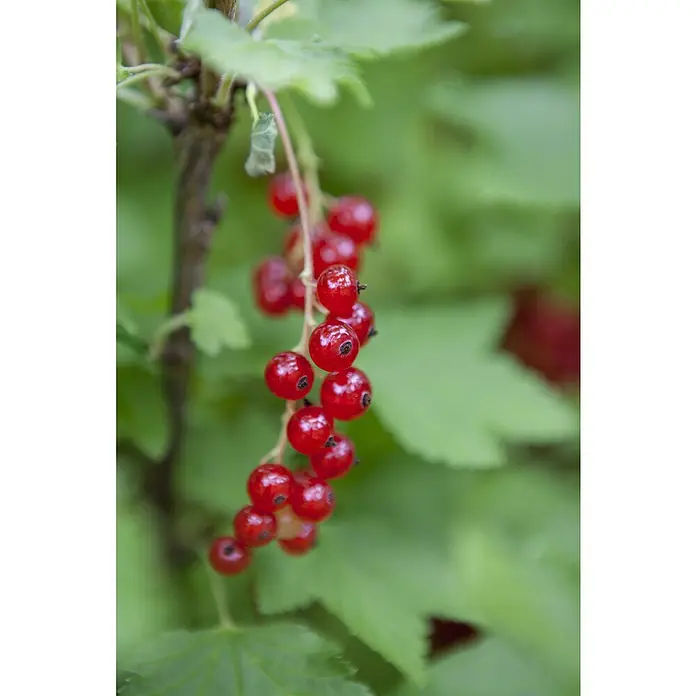 Piardino Bio Rote Johannisbeere - Ribes rubrum 'Säulenrot', Topfgröße: 23 cm, Erntezeit: Juli - Nahaufnahme von frischen, leuchtend roten Johannisbeeren, die an einem Strauch hängen, umgeben von grünen Blättern.
