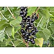 Rote Johannisbeere Bio (Ribes rubrum 'Rosenthal', Topfgröße: 23 cm, Erntezeit: Juli) | BAUHAUS