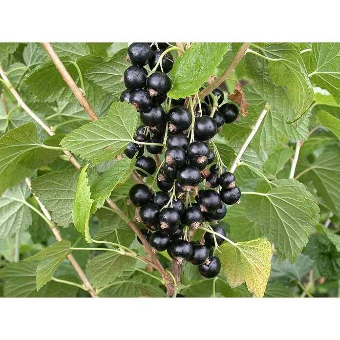 Rote Johannisbeere Bio - Ribes rubrum 'Rosenthal', Topfgröße: 23 cm, Erntezeit: Juli - Nahaufnahme von saftigen schwarzen Johannisbeeren, die an einem Strauch mit grünen Blättern hängen. Ideal für gesunde Snacks und Desserts.