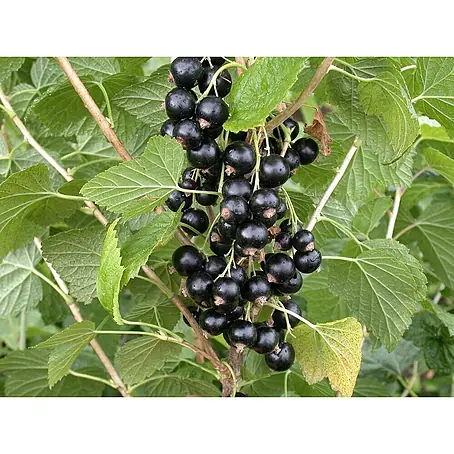 Rote Johannisbeere Bio