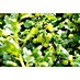 Stachelbeere Bio 