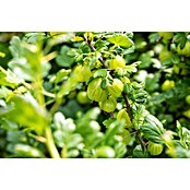 Stachelbeere Bio (Ribes uva-crispa Invicta, Topfgröße: 23 cm, 5 l, Erntezeit: Juli) | BAUHAUS