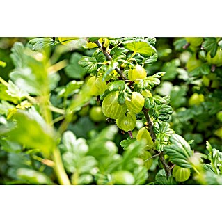 Stachelbeere Bio (Ribes uva-crispa Invicta, Topfgröße: 23 cm, 5 l, Erntezeit: Juli)